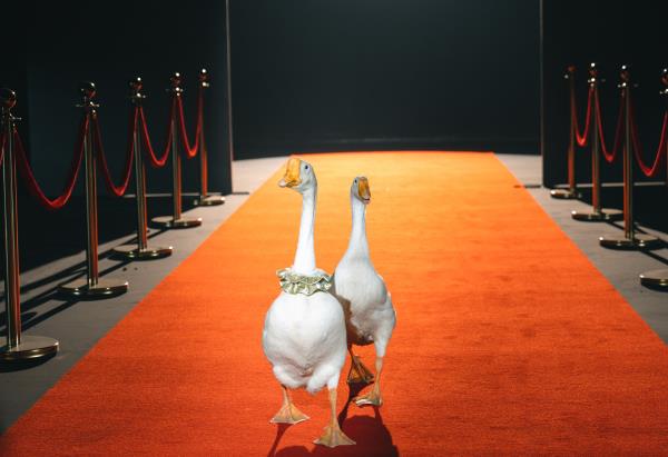 kaiyun网站：顾家发布“人宠快乐屋”：宠物视角下的家居设计创新(图2)