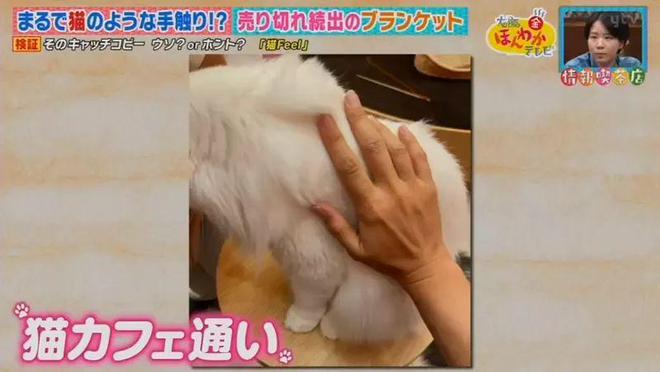 kaiyun：猫触感家居设计师的离谱创意：无法养猫就模拟猫感(图4)