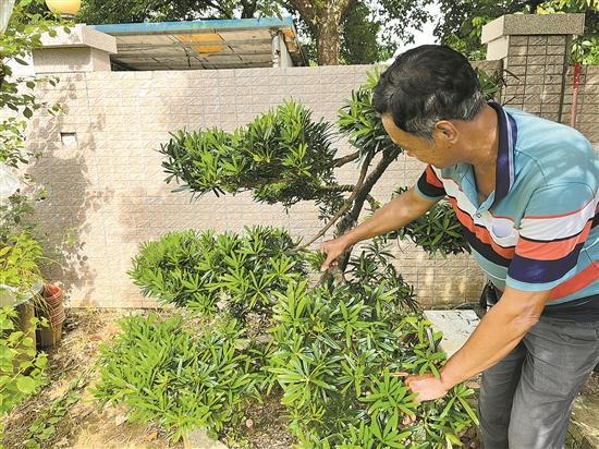 「惠州文脉·创想」惠州“美丽庭院”建设火热推进：“方寸地”展现新活力演绎多种理想生活(图2)