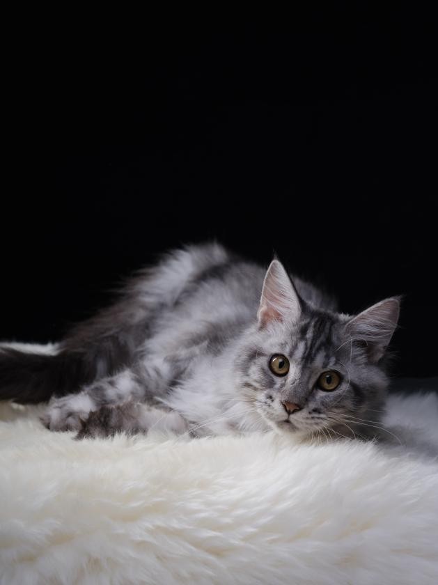 kaiyun网站：“喵生旷野”人宠和谐家具丨以设计巧思筑温馨