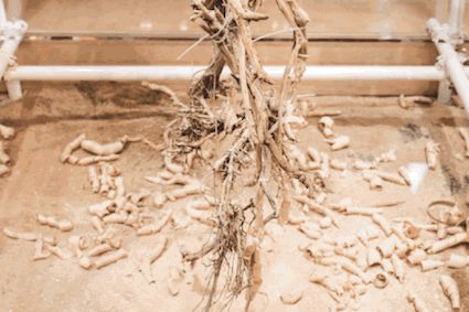 kaiyun网站：可持续发展设计实践计划·2024年度盛典圆满收官设计赋能共筑绿色未来！(图9)