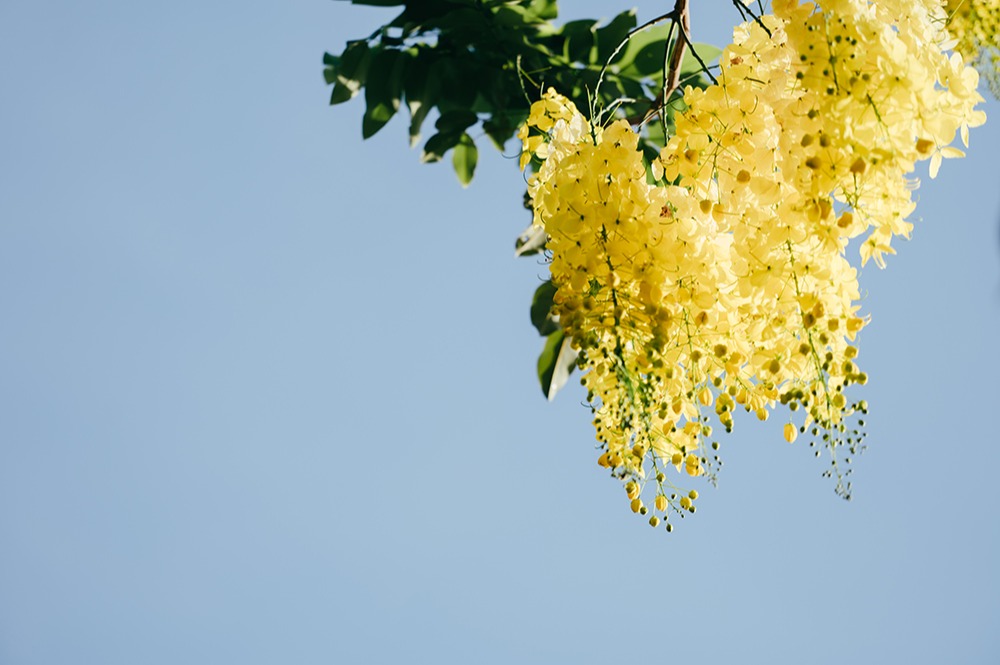 kaiyun：2025年父亲节是哪一天今年父亲节是几月几号周