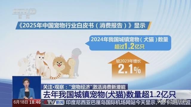 家庭软装为宠物“让路”城市添宠物友好空间溺爱经济渗透生活(图2)