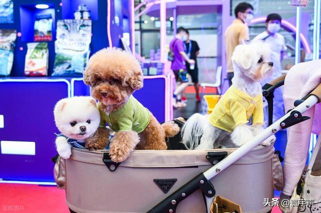 家庭软装为宠物“让路”城市添宠物友好空间溺爱经济渗透生活