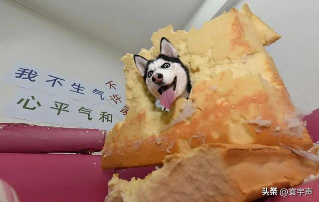 家庭软装为宠物“让路”城市添宠物友好空间溺爱经济渗透生活(图3)