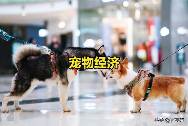 家庭软装为宠物“让路”城市添宠物友好空间溺爱经济渗透生活(图8)