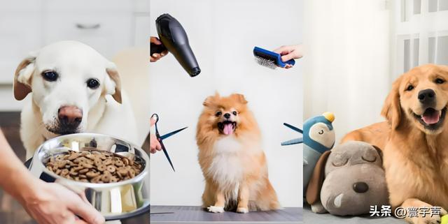 家庭软装为宠物“让路”城市添宠物友好空间溺爱经济渗透生活(图9)