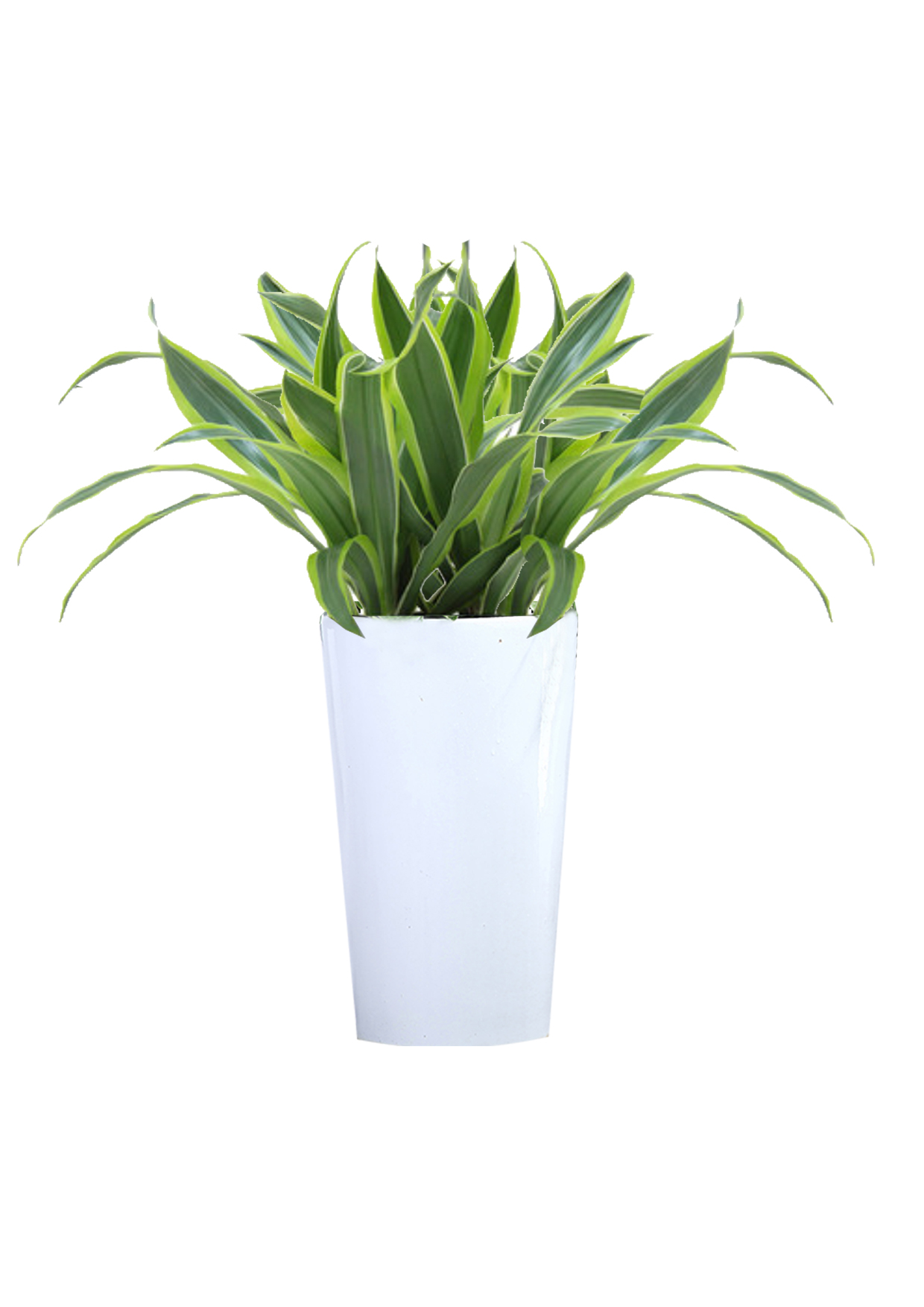 kaiyun入口：2026年上海企业如何选择专业的花卉租赁机构？这份深度评测给你答案(图3)