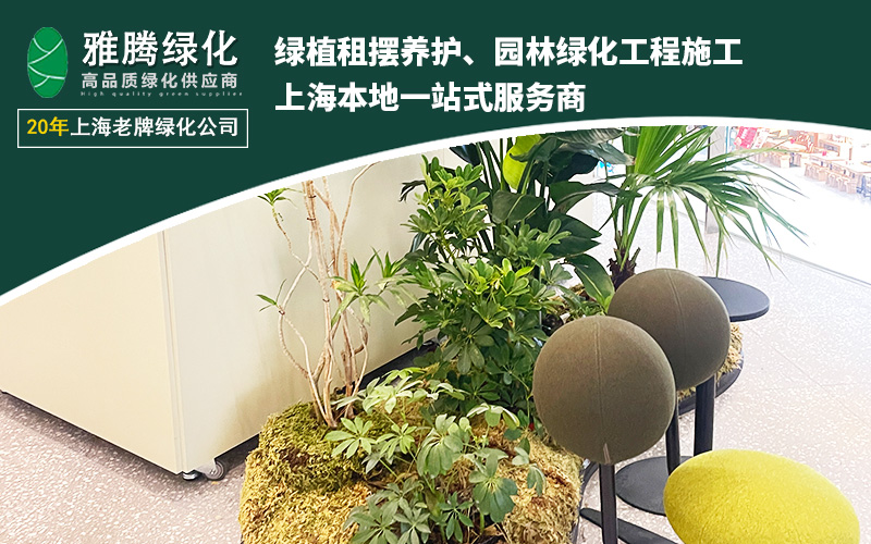 kaiyun入口：2026年上海企业如何选择专业的花卉租赁机构？这份深度评测给你答案(图2)