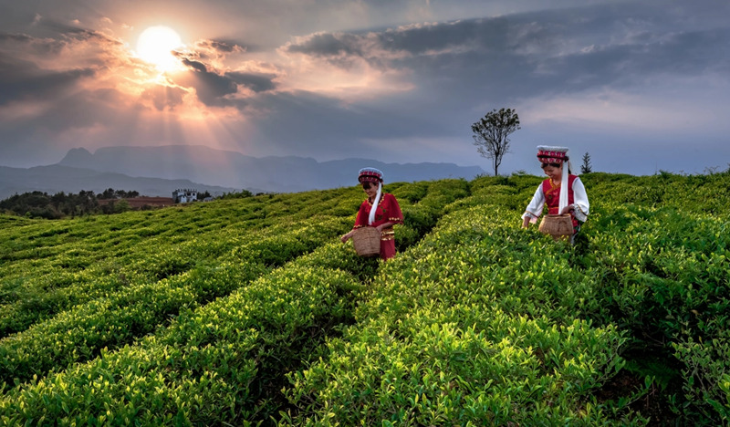 kaiyun入口：“三量”齐升向优而行(图5)